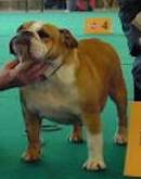 English bulldog : CH Anniston from the Houseboat Bulls